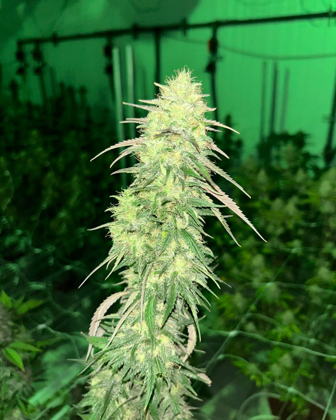 Bomb Rider OG flower under green grow lights