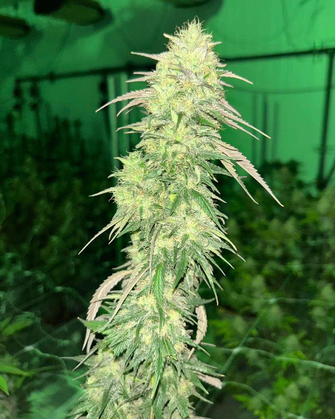 Bomb Rider OG resin-coated flower